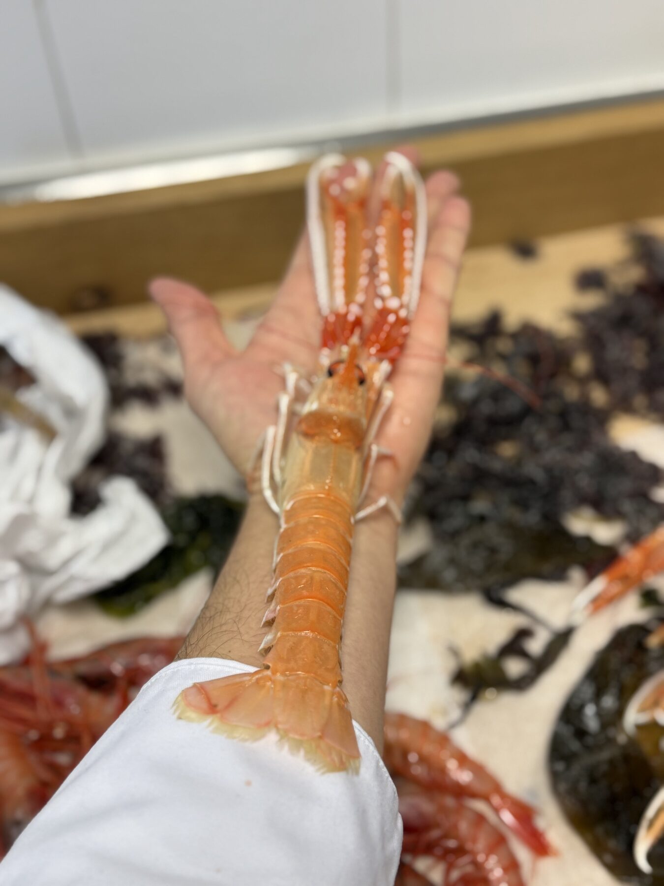 Langostino en la mano