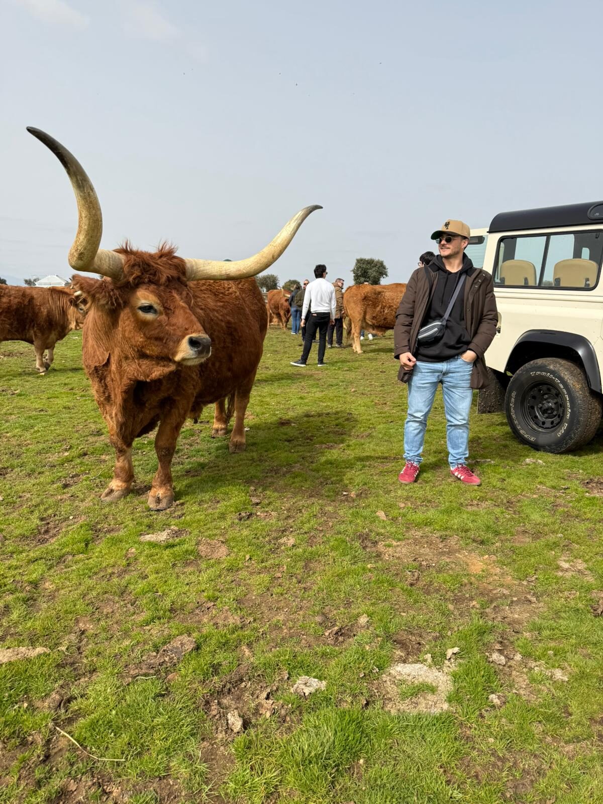 Ganado, campo